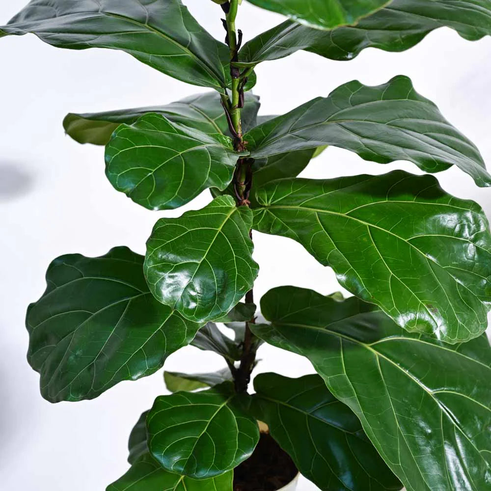 Fiddle Leaf Fig Plant