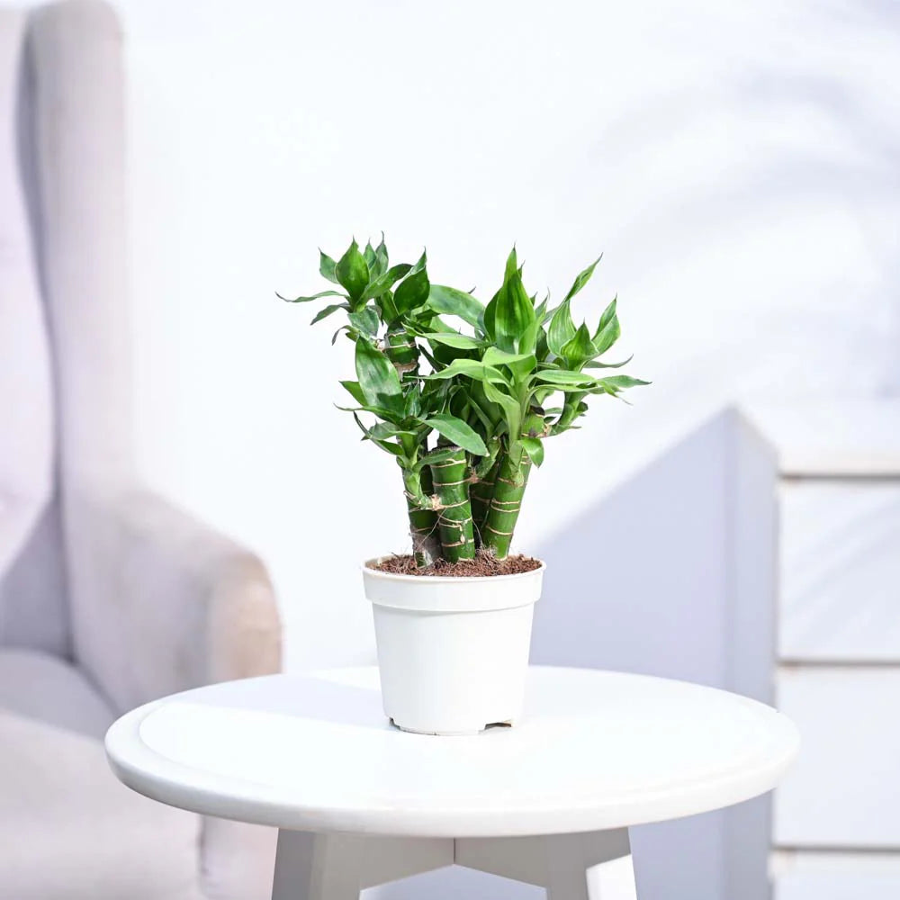 Lotus Lucky Bamboo 5 Sticks