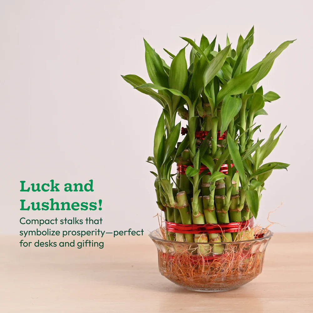 Lucky Bamboo Plant