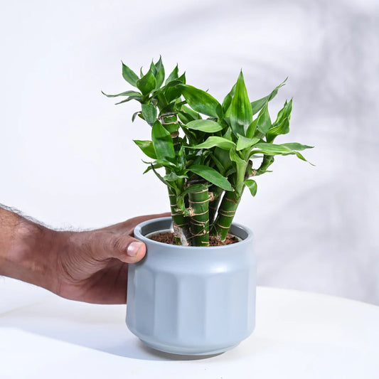 Lotus Lucky Bamboo 5 Sticks