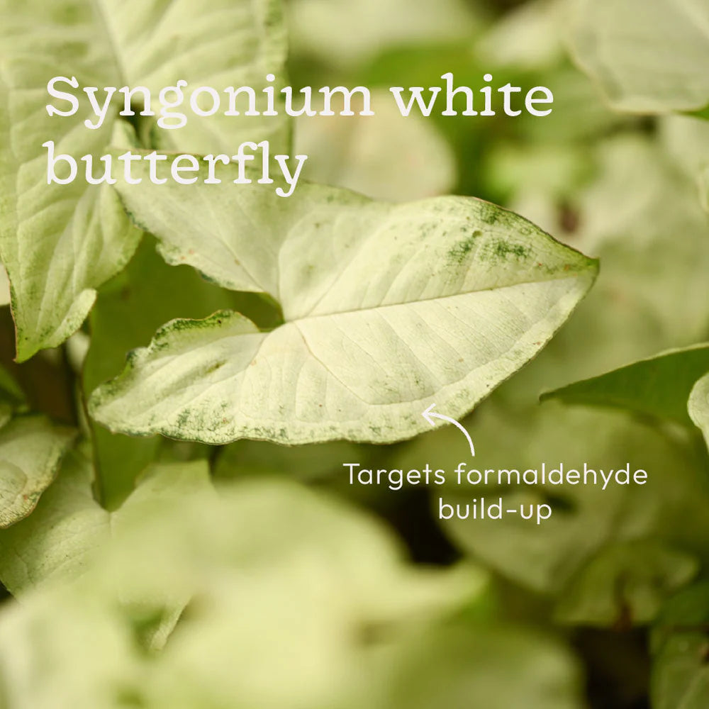 Pack of 4 Home Decor Plant Bundle