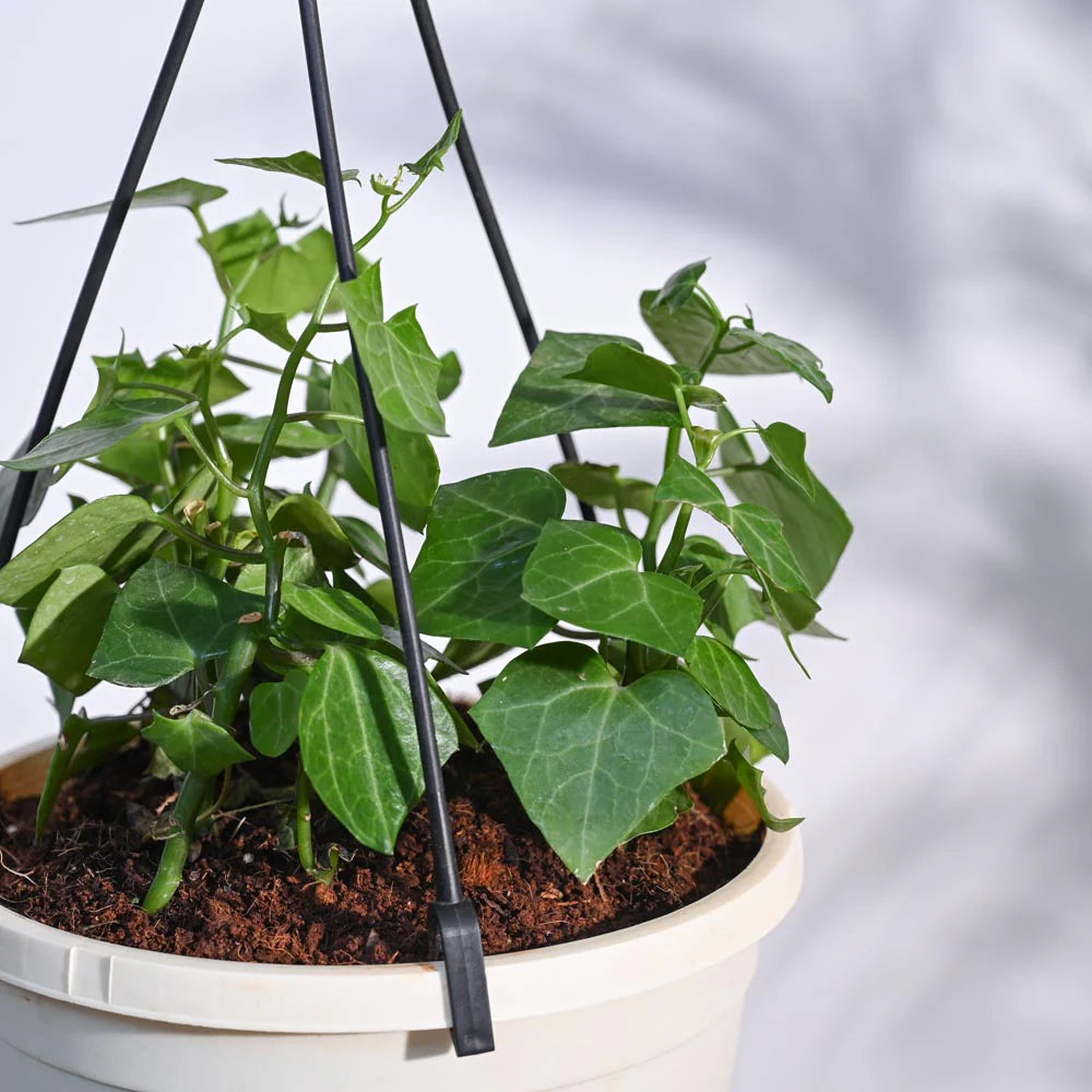 English Ivy Plant In Hanging Planter