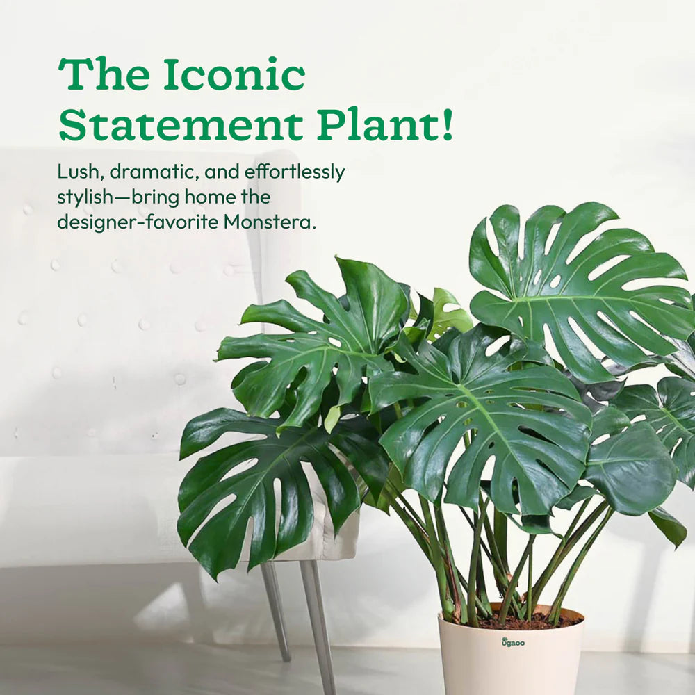 Monstera Deliciosa Plant - XL