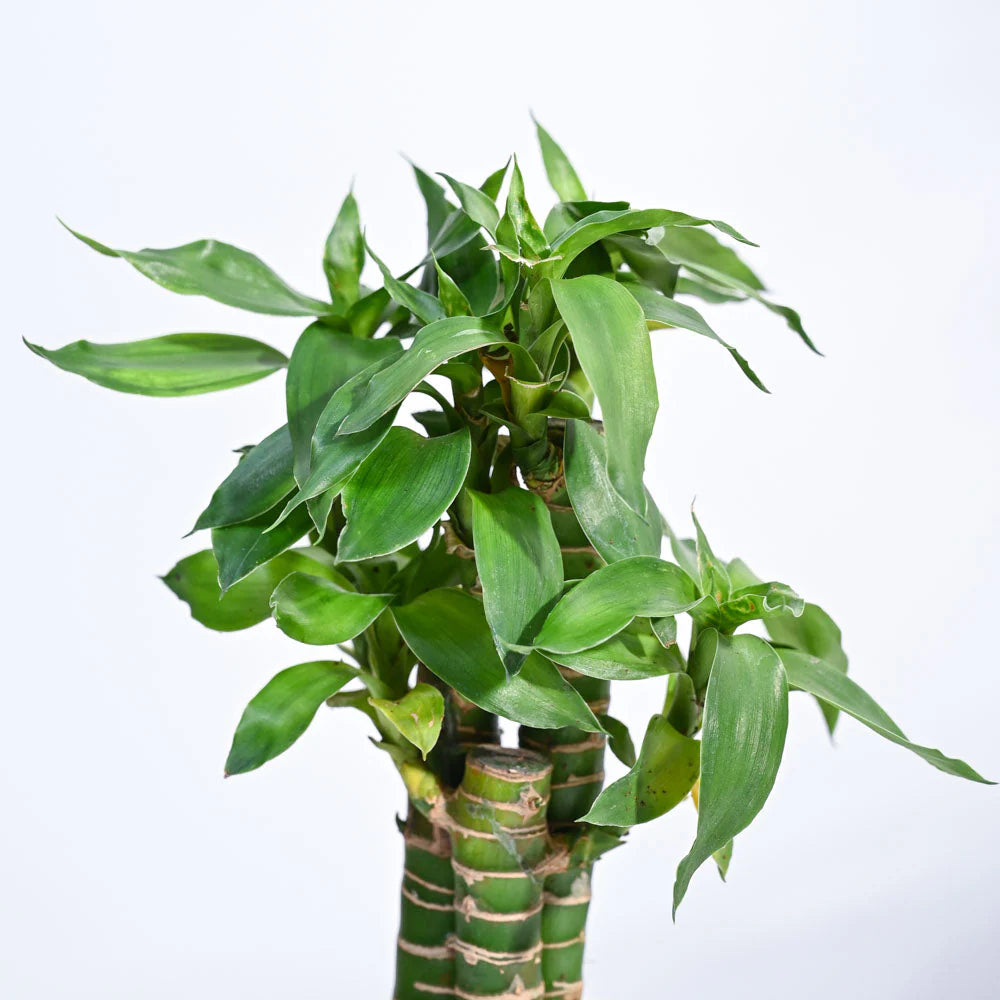 Lotus Bamboo Plant 3 sticks