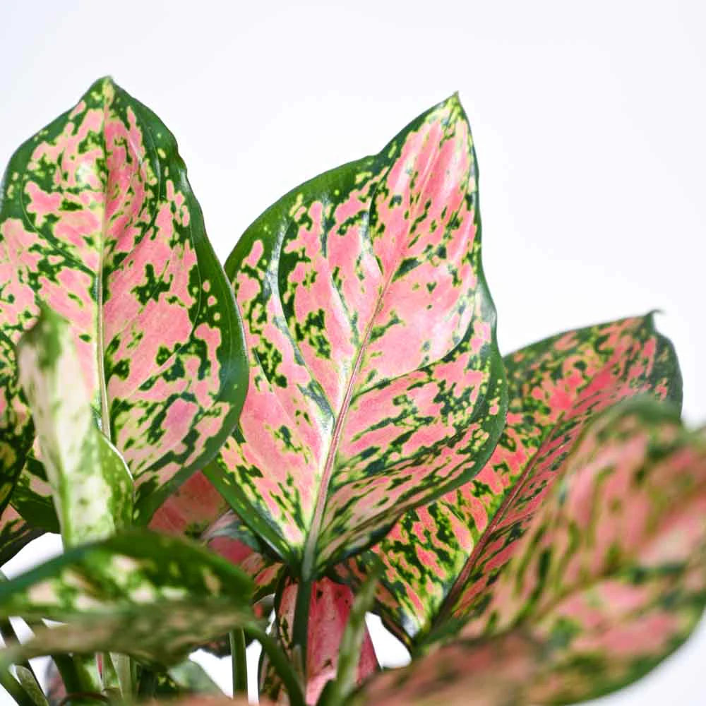 Aglaonema Pink Beauty Plant - Medium