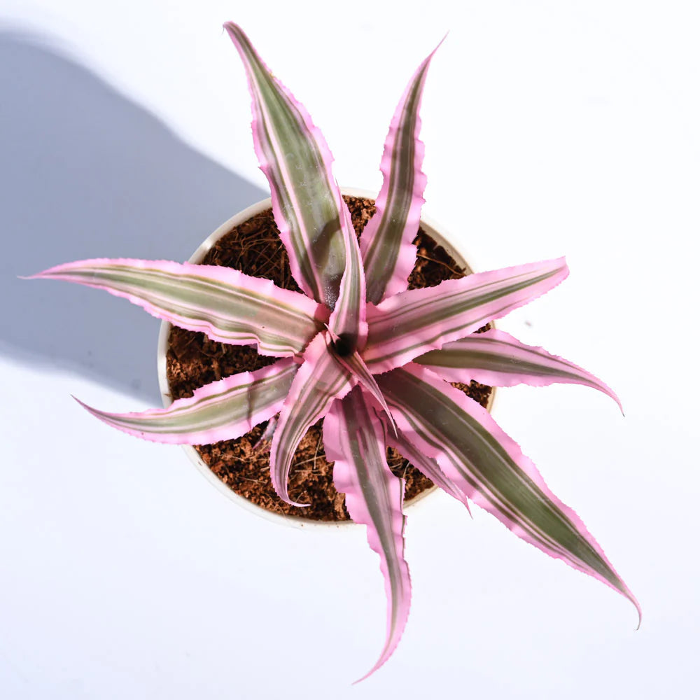 Earth Star Plant - Pink