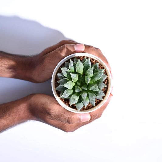 Haworthia Maculata Plant