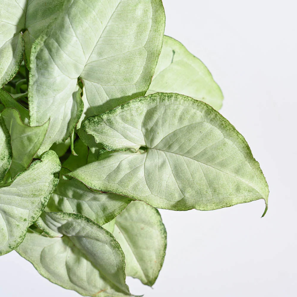 Syngonium White Butterfly Plant