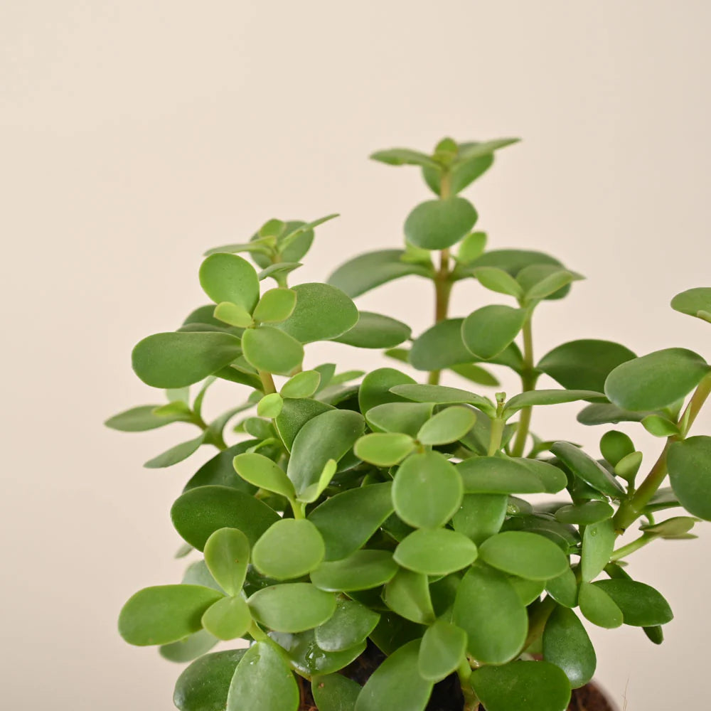 Jade Mini Plant