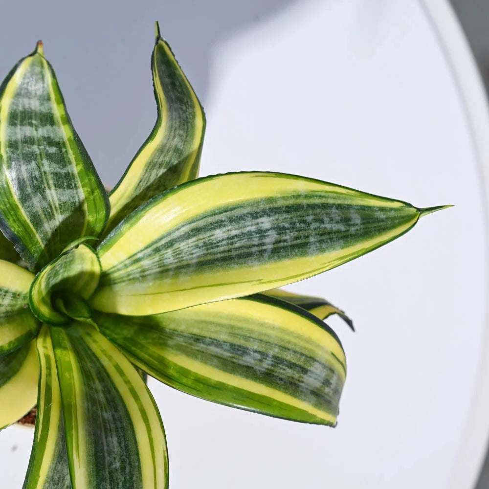 Snake Plant - Golden