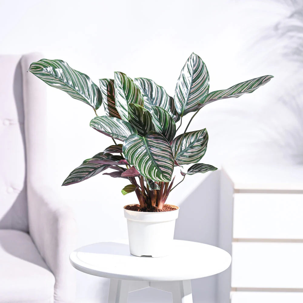 Calathea Sanderiana