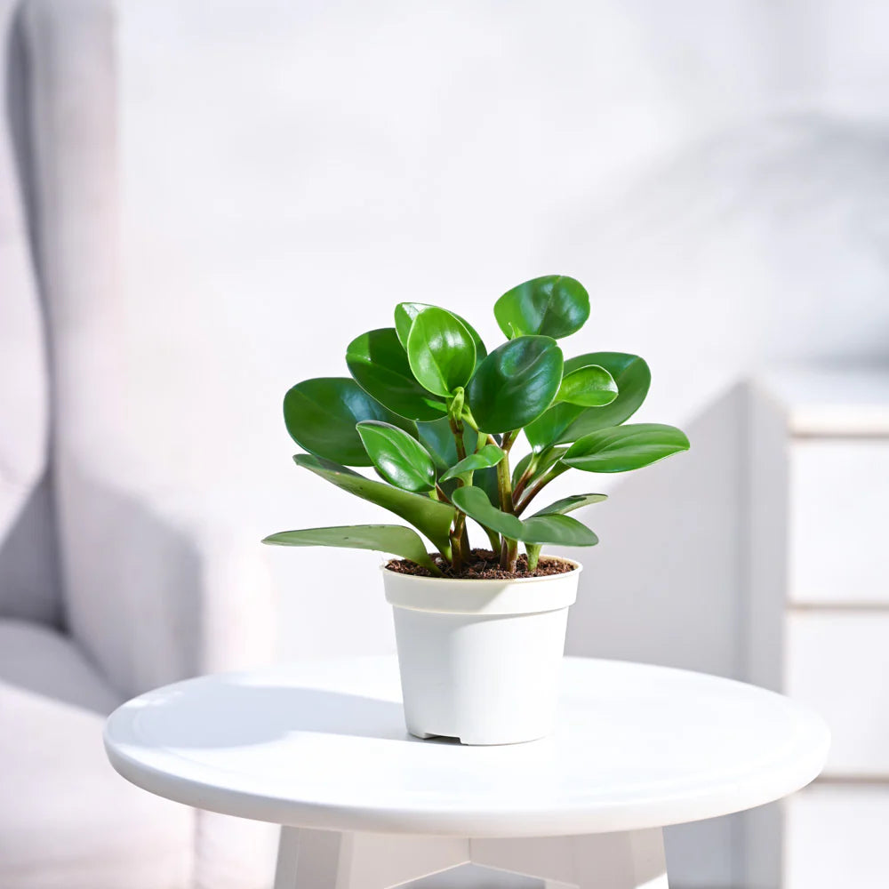 Peperomia Green Plant