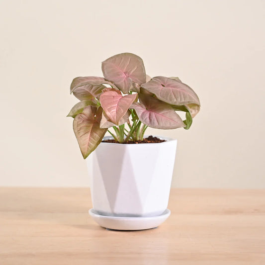 Syngonium Pink Plant