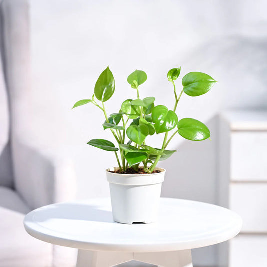 Peperomia Green Creeper Plant
