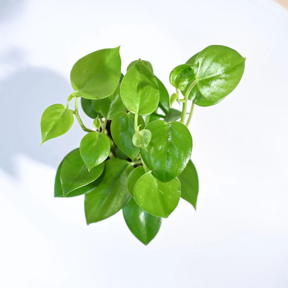 Peperomia Green Creeper Plant