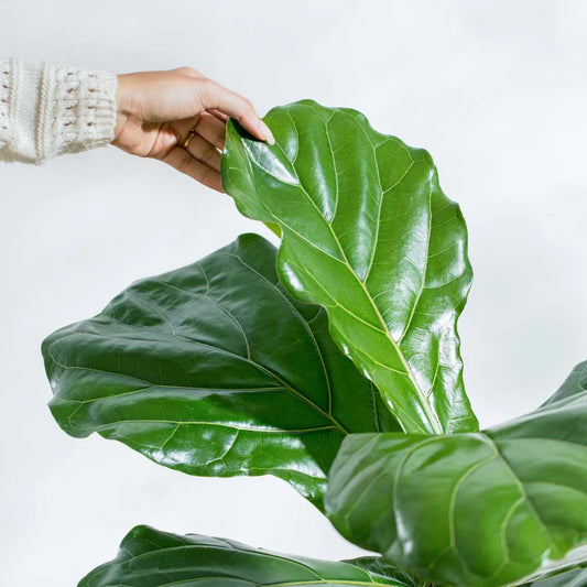 Fiddle Leaf Fig Plant