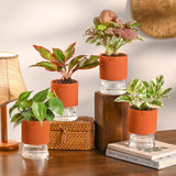 Combo of 4 Plant Set for Office Desk