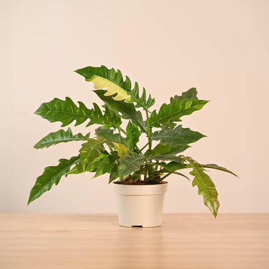 Philodendron Ring of Fire Variegated