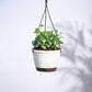 English Ivy Plant In Hanging Planter