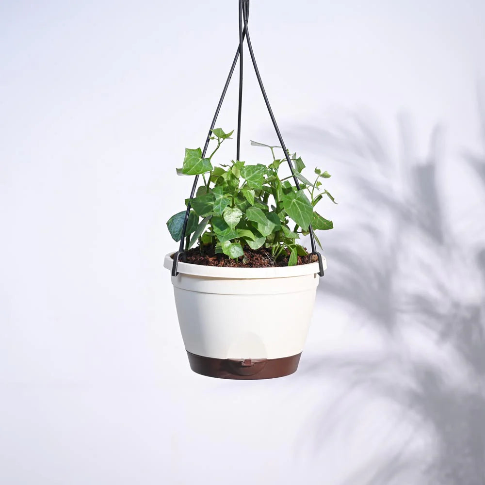 English Ivy Plant In Hanging Planter