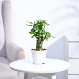 Lotus Bamboo Plant 3 sticks