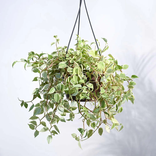 Peperomia Green Creeper with Hanging Planter