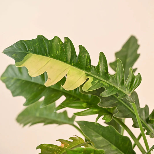 Philodendron Ring of Fire Variegated