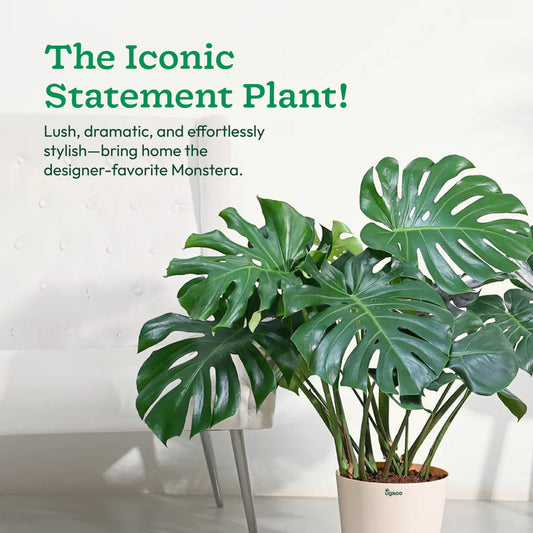Monstera Deliciosa Plant - XL