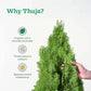 Thuja Plant - XL