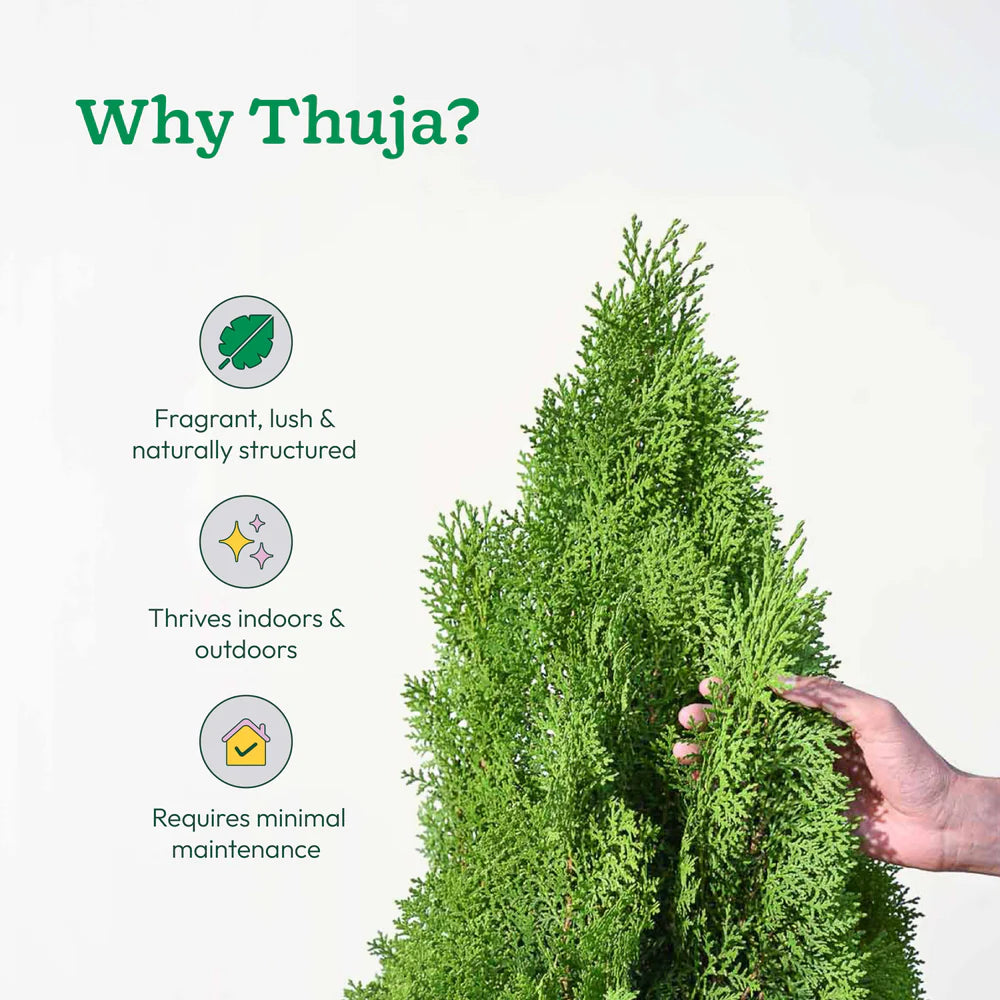 Thuja Plant - XL