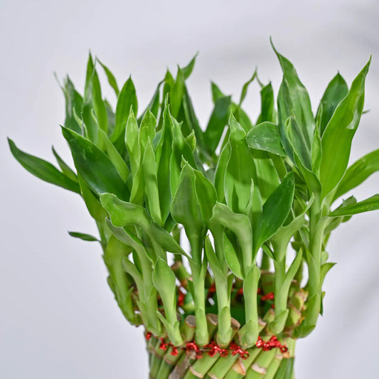 Philodendron Oxycardium Green Plant