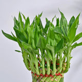 Philodendron Oxycardium Green Plant