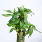 Lotus Bamboo Plant 3 sticks