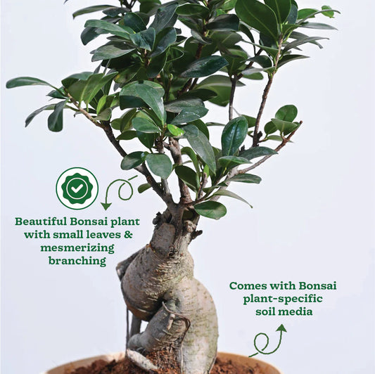 Ficus Bonsai Plant