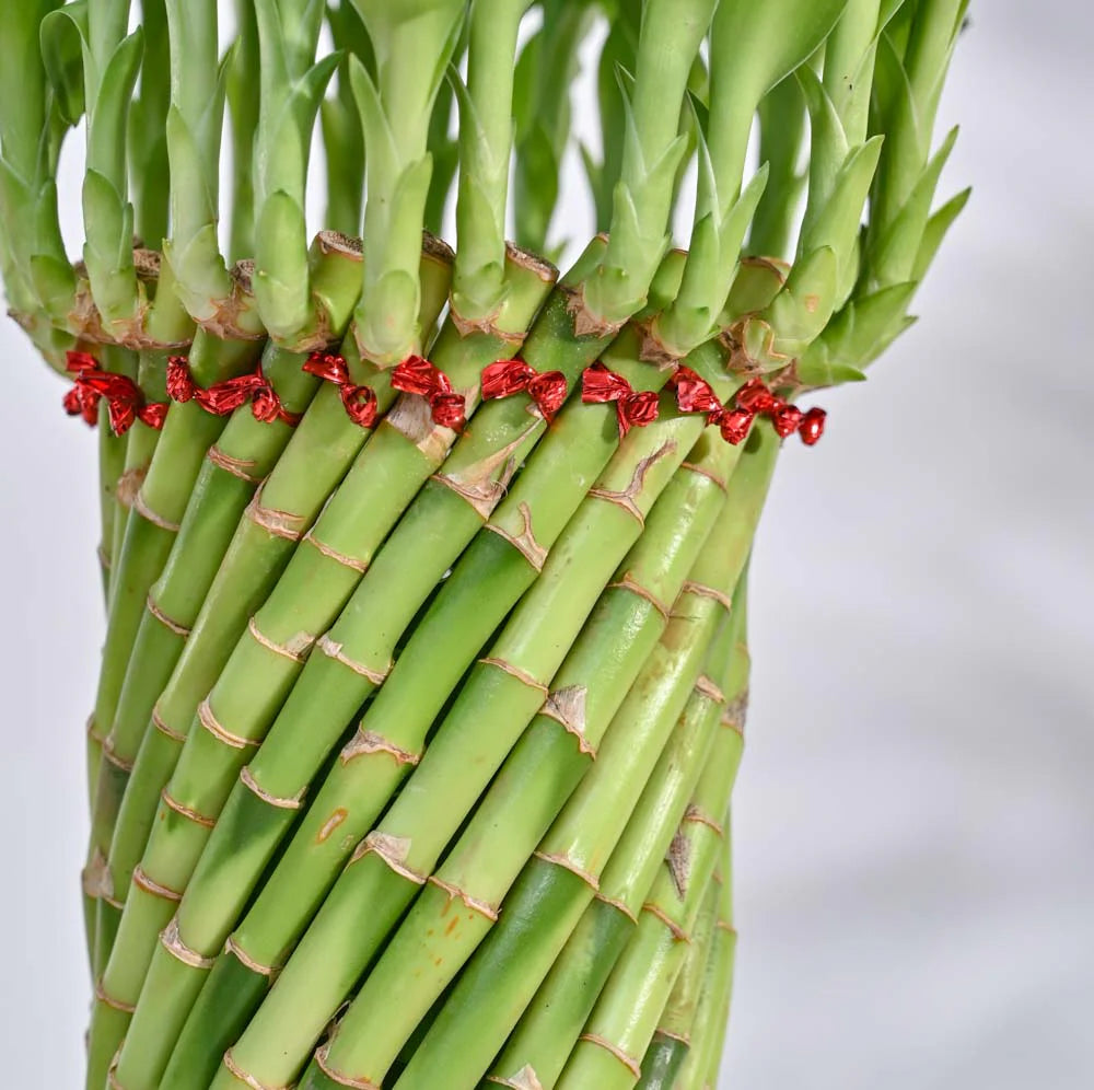 Lucky Wheel Bamboo Plant