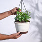 English Ivy Plant In Hanging Planter