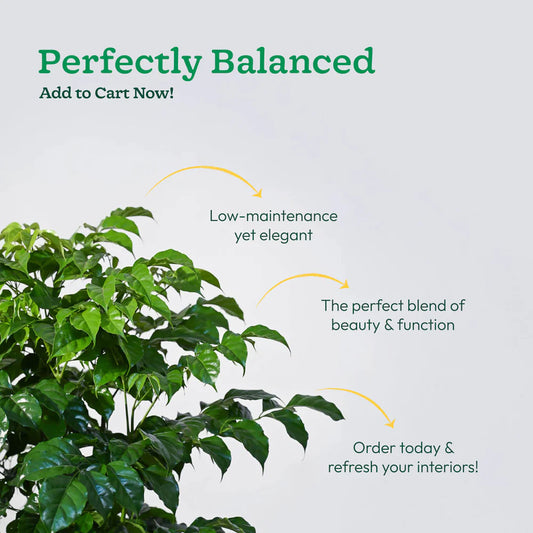 The China Doll Plant - XL