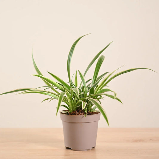 Chlorophytum Spider Plant