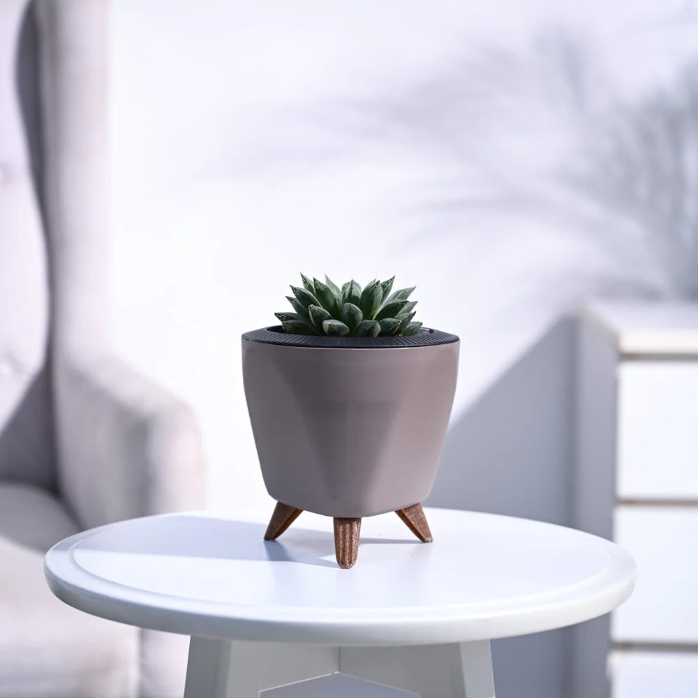 Haworthia Maculata Plant