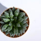 Haworthia Maculata Plant