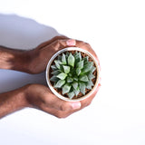 Haworthia Maculata Plant