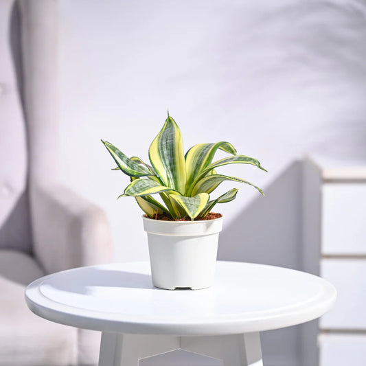 Snake Plant - Golden