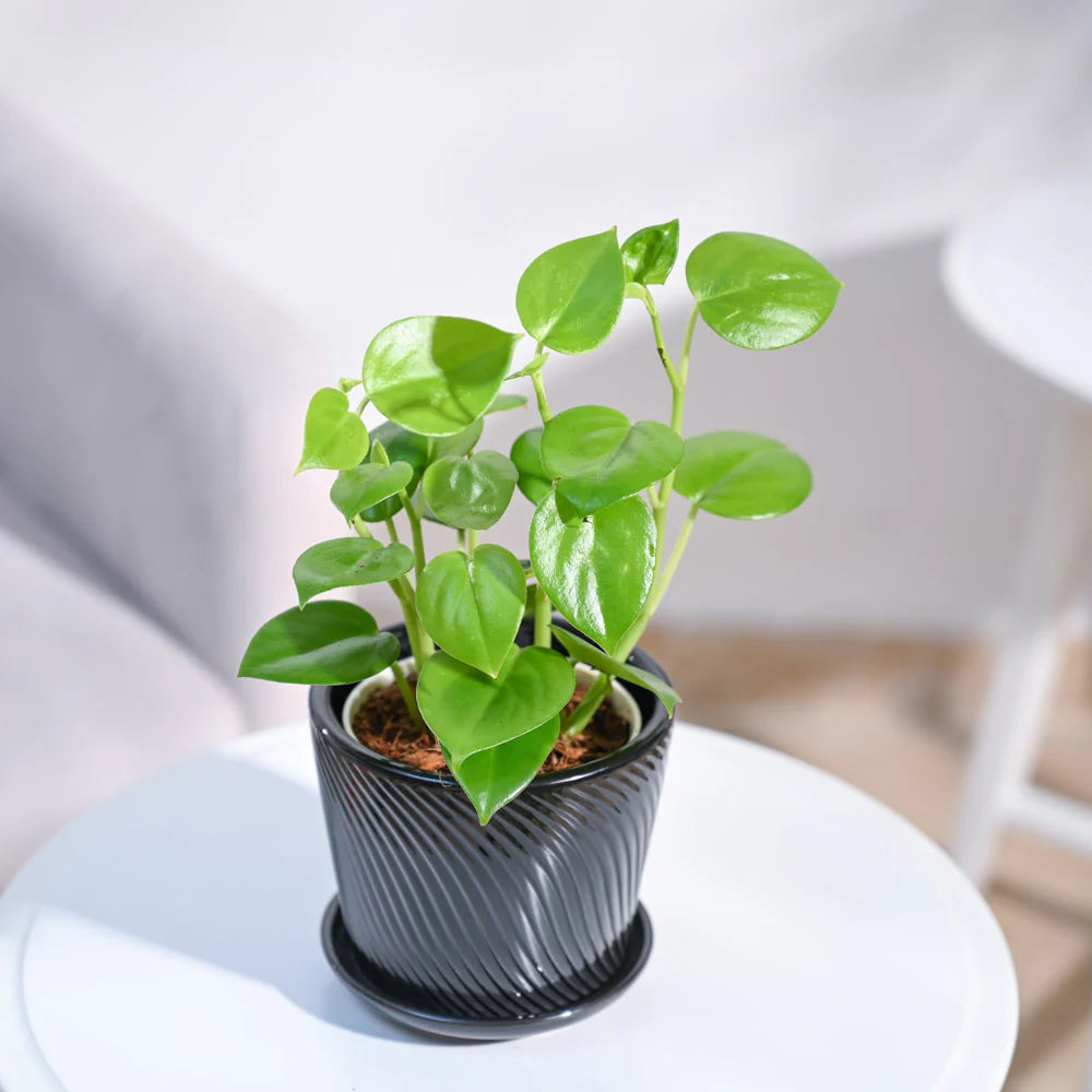 Peperomia Green Creeper Plant