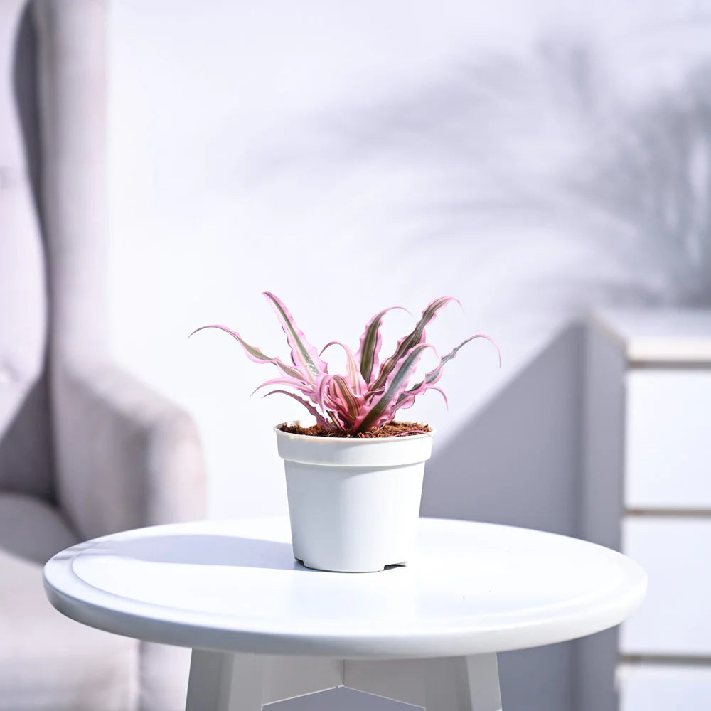 Earth Star Plant - Pink