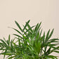 Bamboo Palm Plant