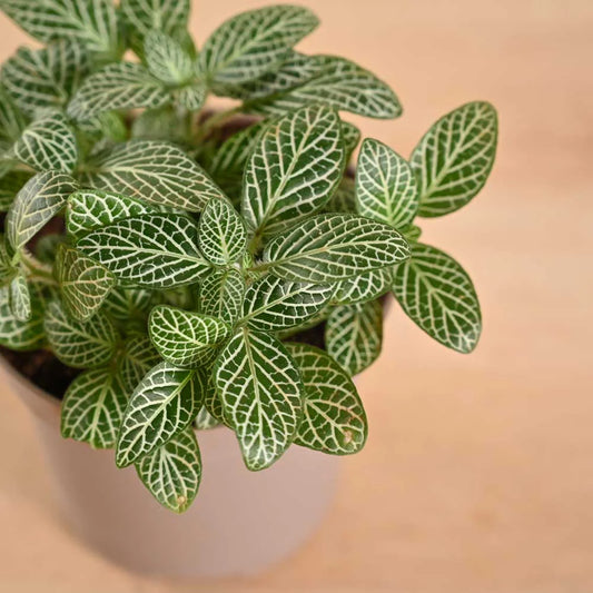 Fittonia Green Plant (Nerve Plant)