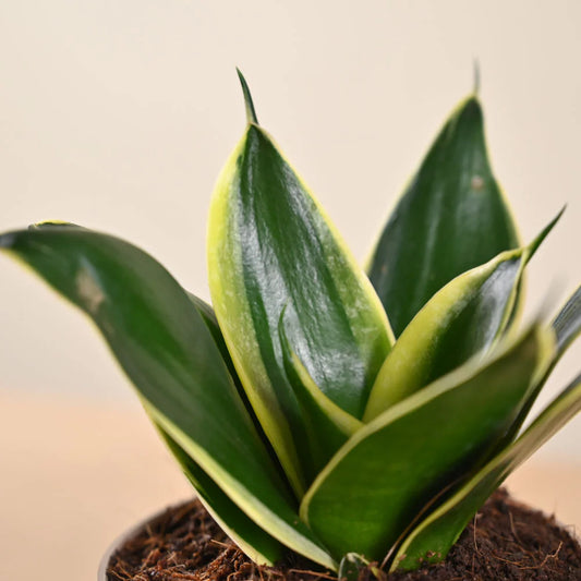 Snake Plant - Golden Hahnii