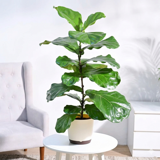 Fiddle Leaf Fig Plant