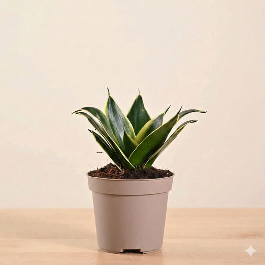 Snake Plant - Golden Hahnii