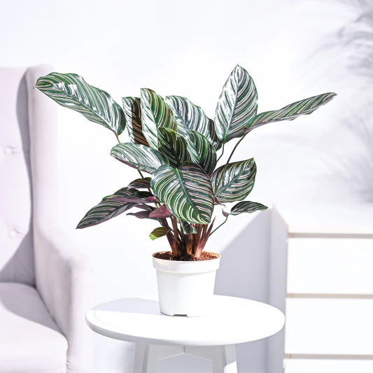 Calathea Sanderiana